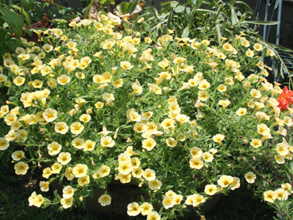 08natu-hana-6.jpg