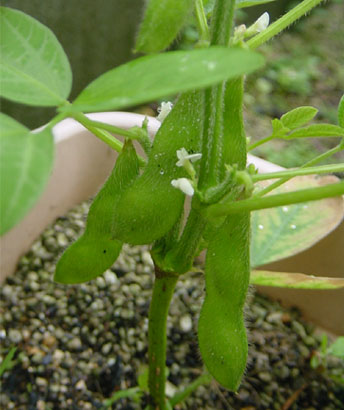 edamame.jpg