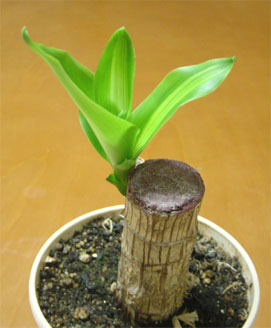 kouhuku3.jpg