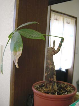pakira.jpg