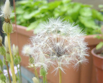 watage.jpg